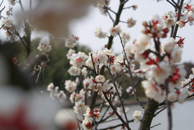 梅花盛开