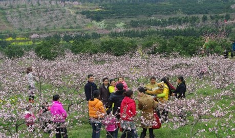 游客与桃花合影