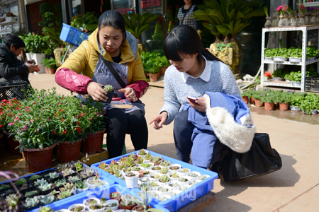 花卉市场上各种小盆栽很受年轻人的喜爱