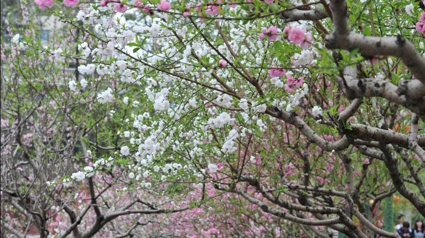 西湖公园桃花正欣然绽放