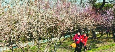 几名巢湖市市民正在卧牛山公园里观赏盛开的梅花