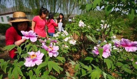 牡丹、芍药花供游客欣赏