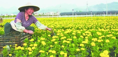 花农正在采摘鲜花