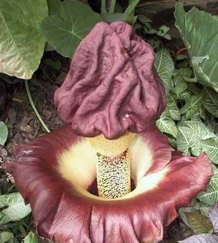 魔芋