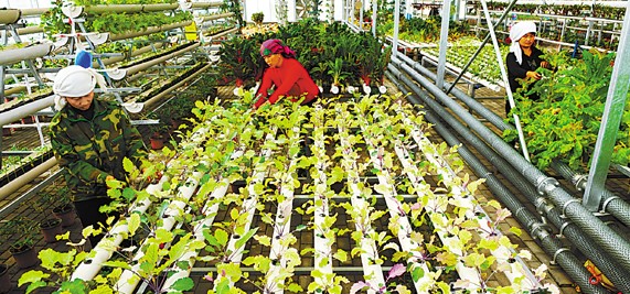 农民在肃州区现代农业示范区管理优质蔬菜苗