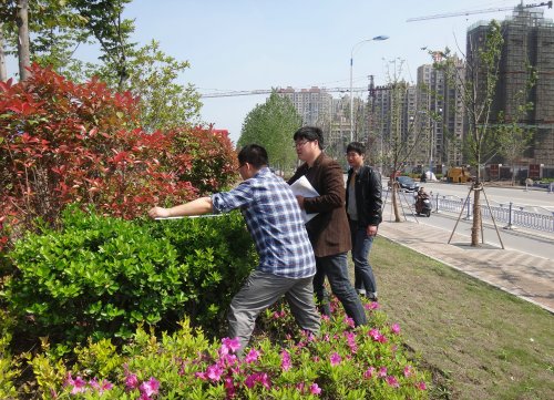 江苏：港闸区关注绿化补植 杜绝植“数”造“零”