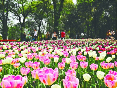 园中郁金香花枝招展欢迎八方游客