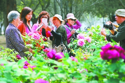 游客在植物园与牡丹花合影