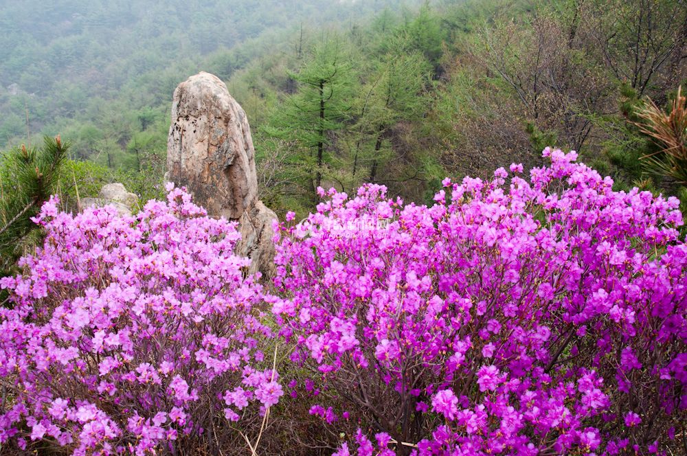 崂山巨峰高山杜鹃盛开