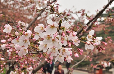 樱花早早地露出笑脸