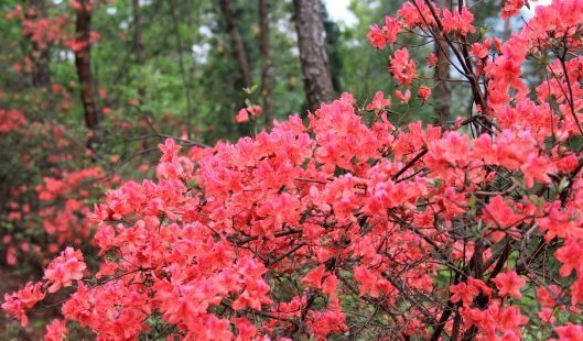 麻城五脑山的杜鹃花怒放