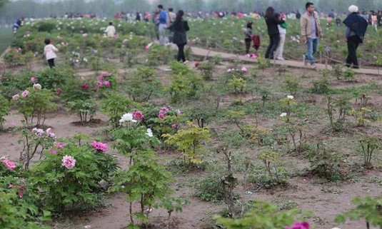 这片牡丹花被破坏的没有几个完整的植株。