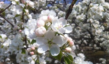 世博园打造鲜花海洋