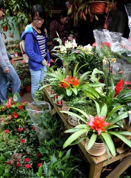 芜湖市民在花鸟市场选购盆栽