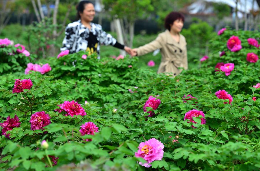 游客在浙江省义乌市佛堂镇万盛牡丹园欣赏牡丹