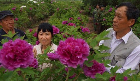 牡丹、芍药花供游客欣赏