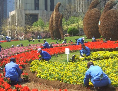 辽宁:大连5万株应季花卉摆上街头为