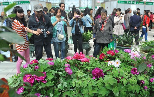 来自洛阳四季开放的六色牡丹、苹果盆景前更是挤满了前来拍照的市民。