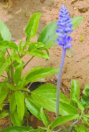 鼠尾兰　鼠尾草是草本小型灌木植物，叶子非常特殊，为淡紫绿色，花为蓝色。茎直立，高40—60厘米，花冠淡红、淡紫、淡蓝至白色，长约12毫米。鼠尾草精油蒸馏自其叶子与花朵，带有些甜味及茴香、樟脑的香味，是男性香水很重要的原料之一。花期可至9月份。