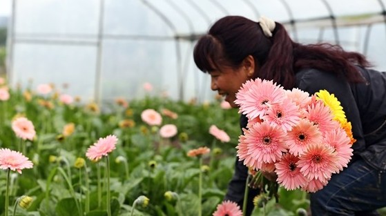 昨日花农在园区内采摘非洲菊