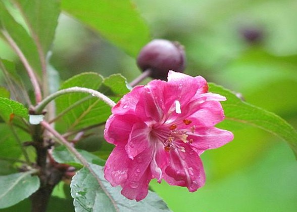 花果同枝