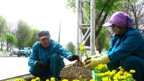 新疆裕民县园林处的职工正在县城巴鲁克克路的街道两旁栽植花卉