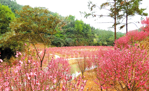 广东：南湖公园桃花朵朵展新颜