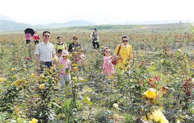 游人在福建武夷山市五夫镇玫瑰园内赏花拍照