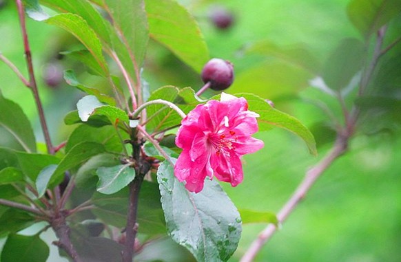 花果同枝