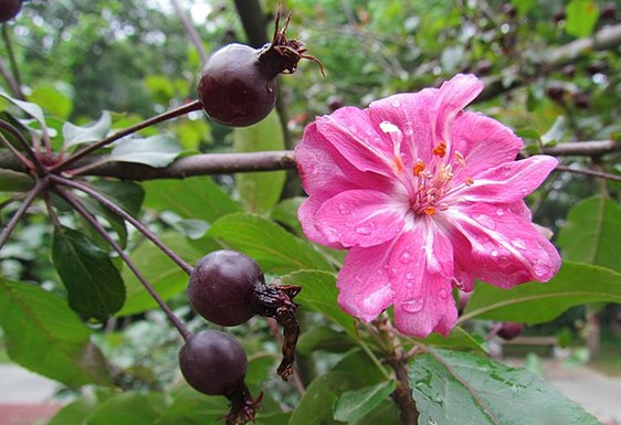 花果同枝