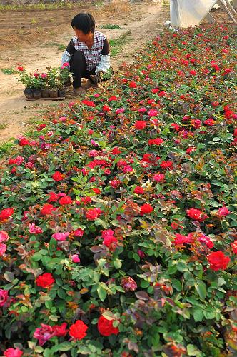 6月7日,山东省青州市弥河镇花卉苗木种植基地的花农在移栽微型花盆里
