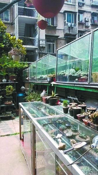 武汉居民建“绿植氧吧” 投30多万搭5个温室