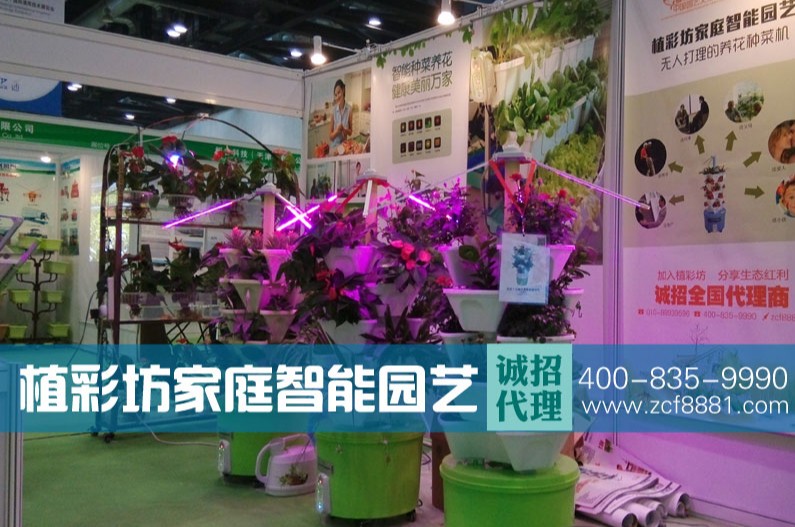 植彩坊水培花卉 集观赏价值与经济价值于一体