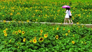 江苏：南京公园各大景区迎来赏花大军