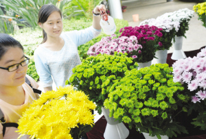 南京：中山植物园展出绿色菊花