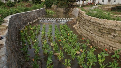 福建：漳浦县环保植物“当家” 让脏水变绿水