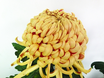 周广坤:最年轻的“菊花花王”