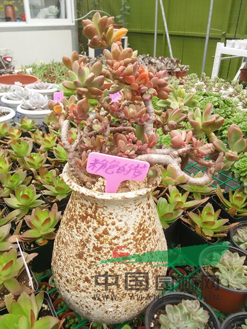 多肉盆栽"粉色的梦"