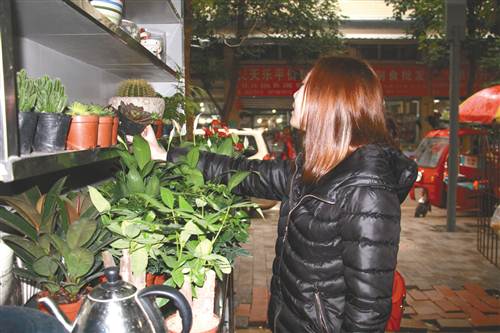 杨晓丽:多肉植物行情走跌