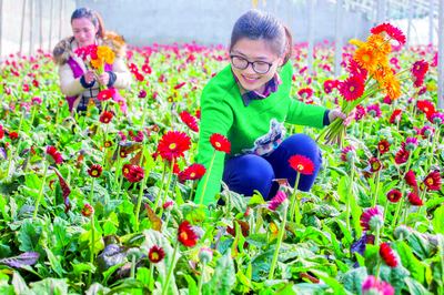 江苏：连云港赣榆区鲜切花年产值超过5亿元