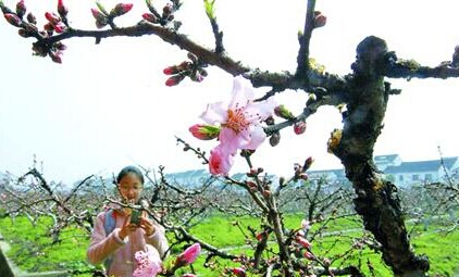 上海：金山田野百花节将持续到“五一”