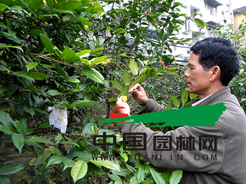 南宁：金花茶公园成保存金花茶物种最多茶花专类园