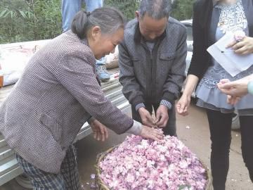 “苗木+樱花+旅游”做出传统苗木新花样