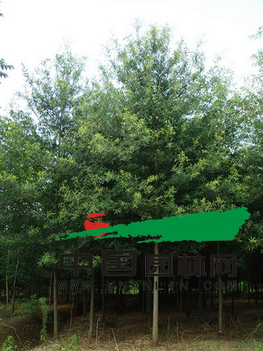 柳叶栎：十年一剑搏香樟 林景两用有前途