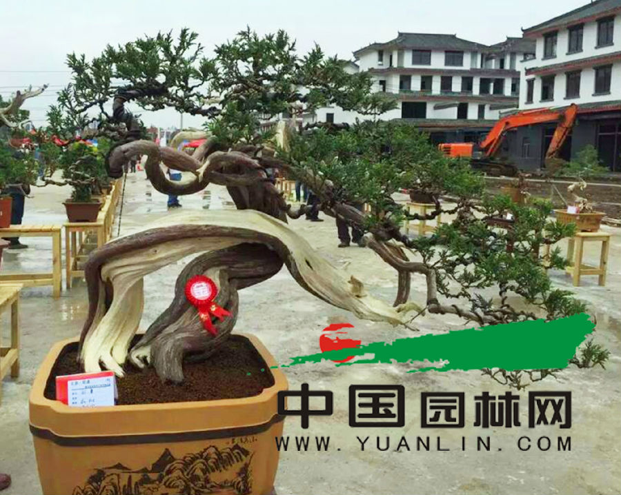 云南：昭通举办第五届盆景赏石根艺精品展