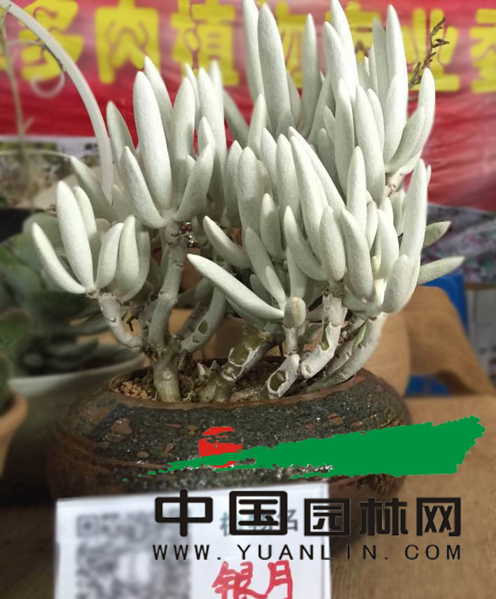 多肉植物—银月