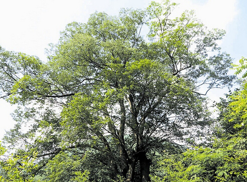 十堰：柳树垭省级森林公园有棵千年榔榆树