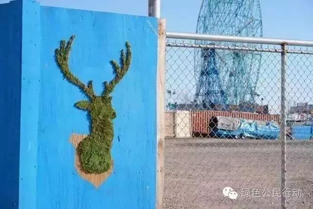 苔藓培植