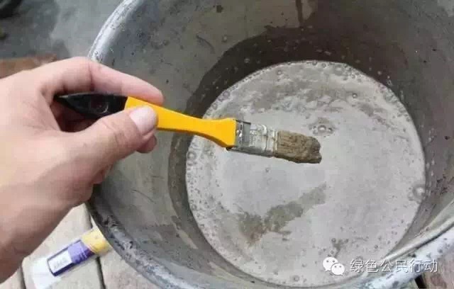 苔藓培植