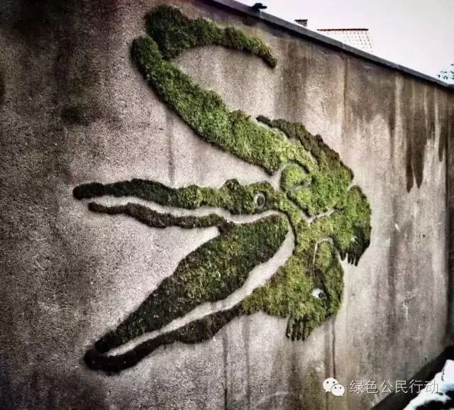 苔藓栽培